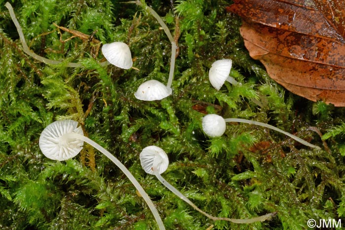 Mycena speirea f. candida