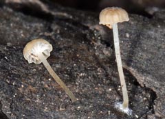 Mycena speirea