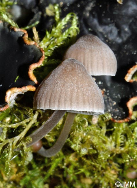 Mycena stipata