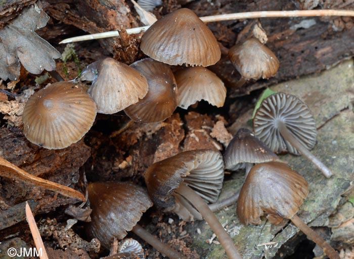 Mycena stipata