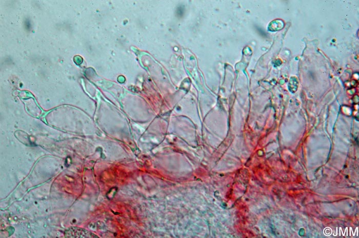 Mycena stipata : microscopie