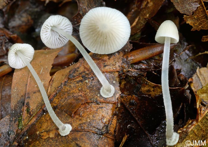 Mycena stylobates