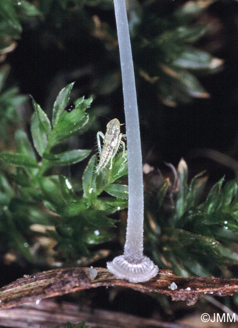 Mycena stylobates