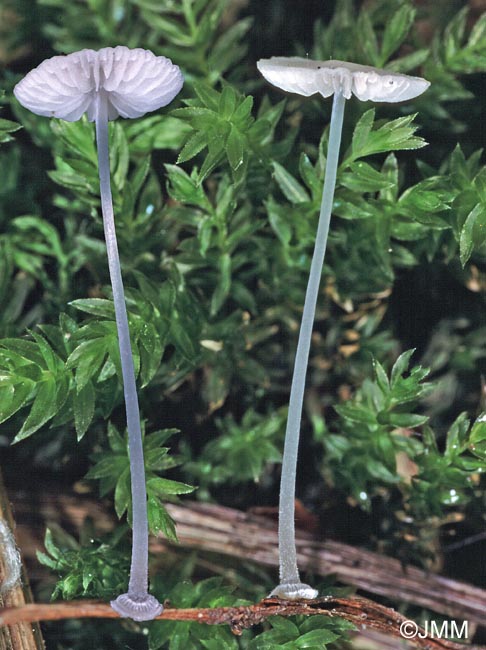 Mycena stylobates