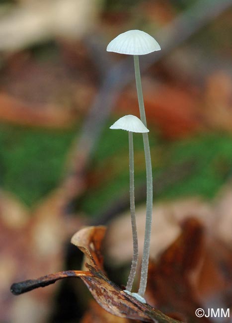 Mycena stylobates