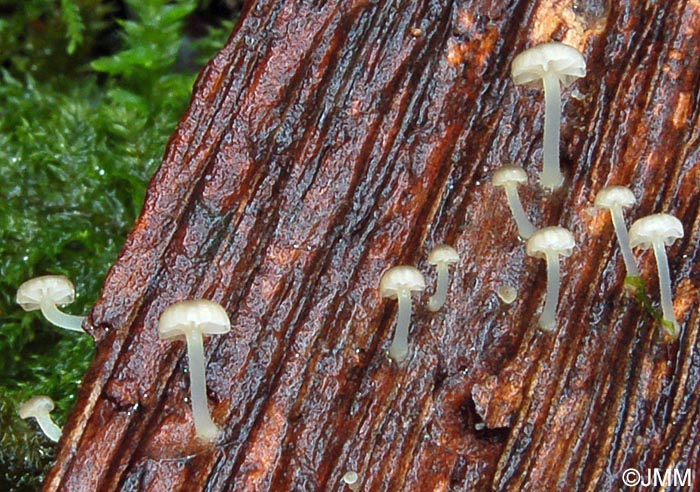 Mycena supina