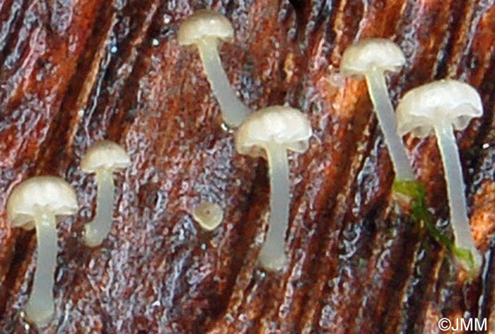 Mycena supina