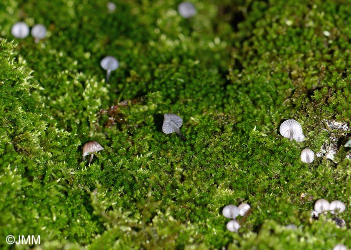 Mycena supina