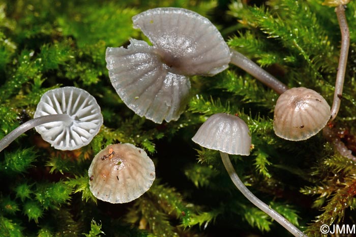 Mycena supina