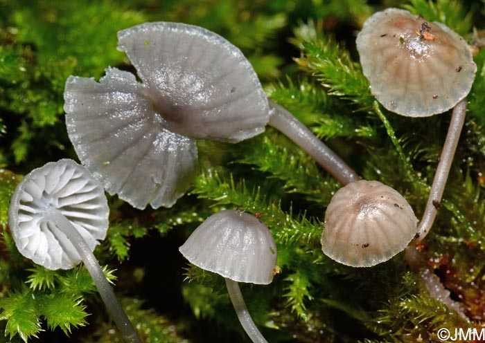 Mycena supina