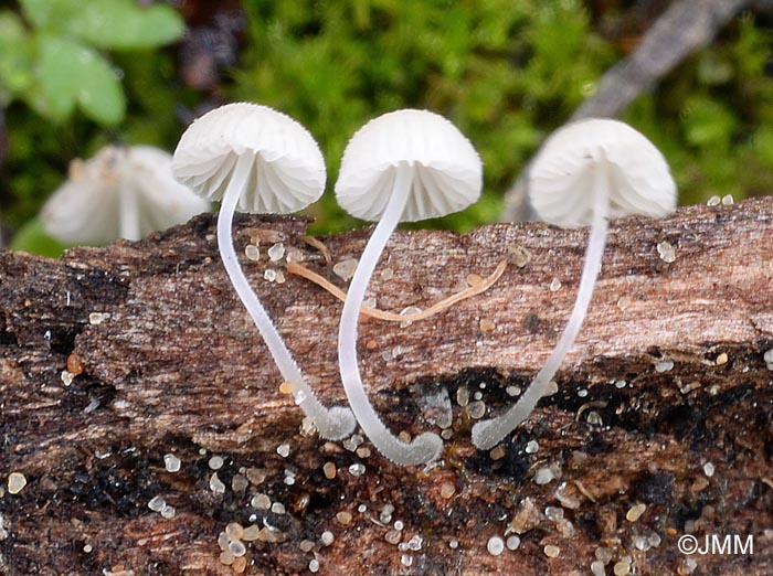 Mycena tenerrima = Mycena adscendens