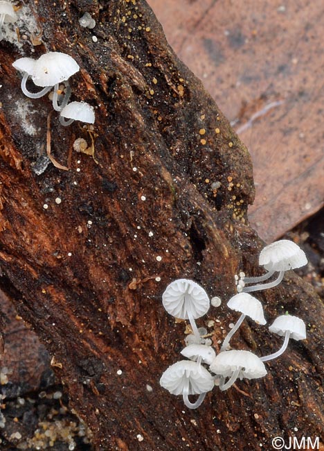 Mycena tenerrima = Mycena adscendens