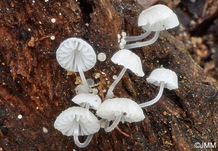 Mycena tenerrima = Mycena adscendens