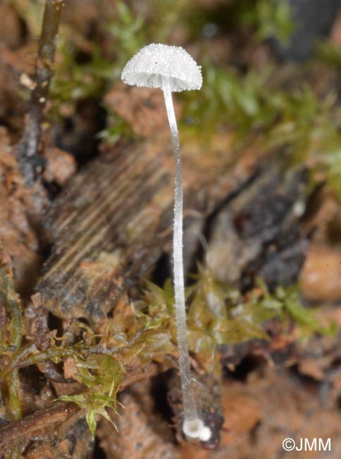 Mycena tenerrima = Mycena adscendens