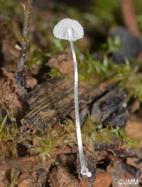 Mycena tenerrima = Mycena adscendens