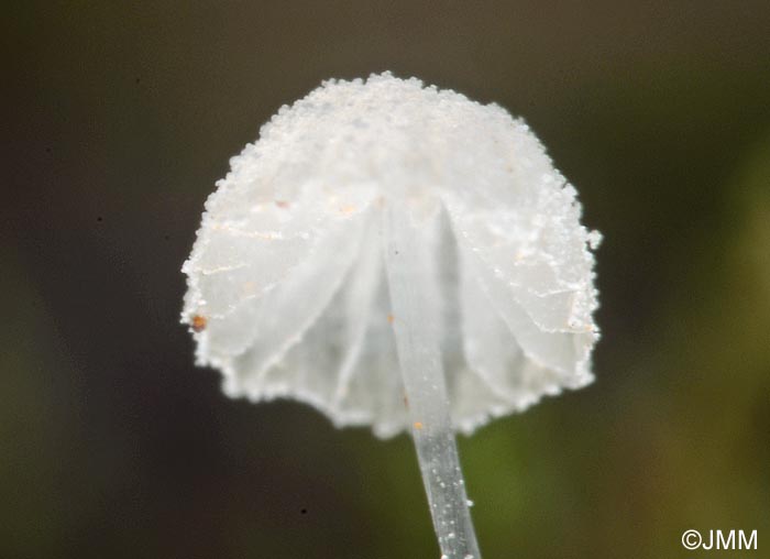 Mycena tenerrima = Mycena adscendens