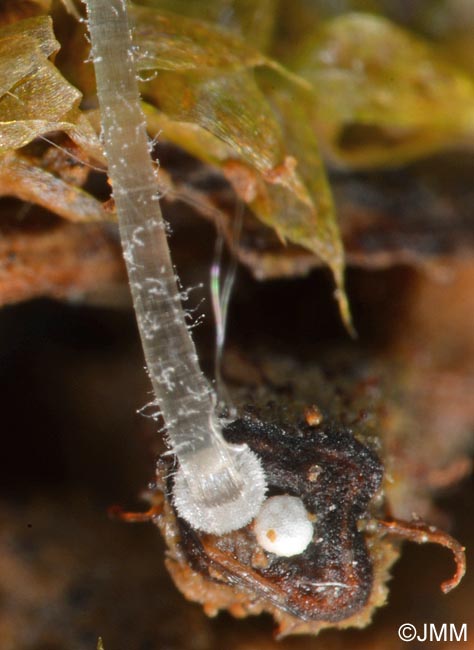 Mycena tenerrima : dtail du disque basal