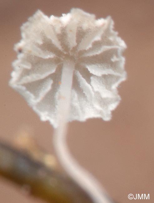 Mycena tenerrima : dtail des lames pseudocollaries