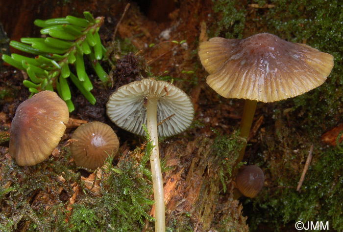 Mycena viridimarginata