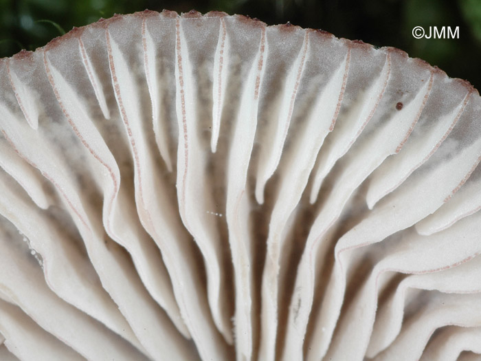 Mycena viridimarginata