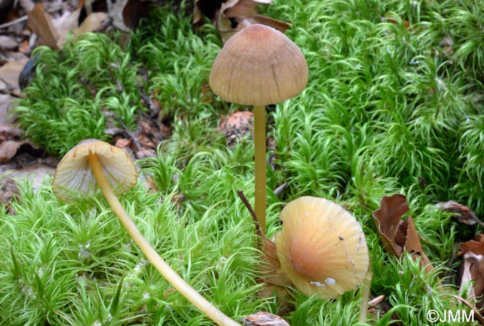 Mycena viridimarginata