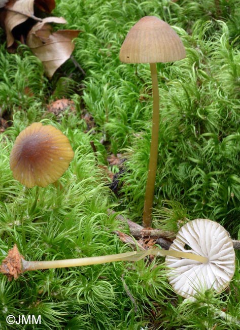 Mycena viridimarginata