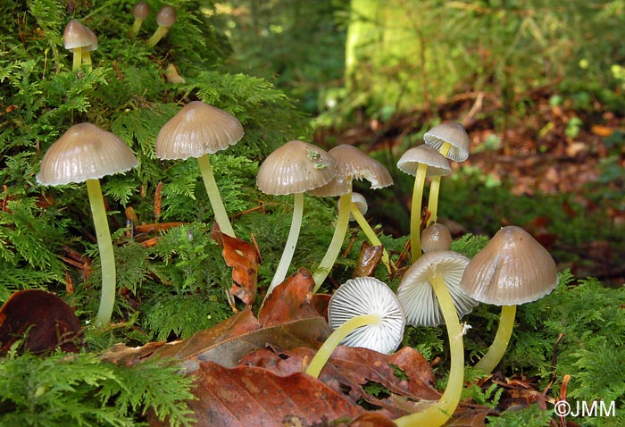 Mycena viscosa