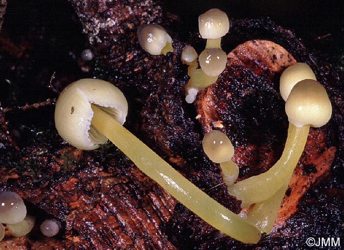 Mycena viscosa