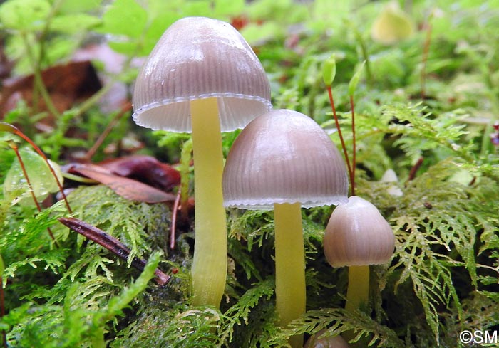 Mycena viscosa