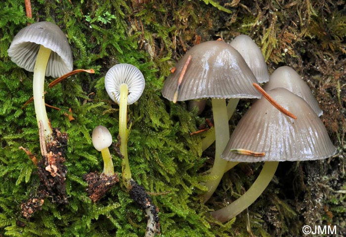 Mycena viscosa