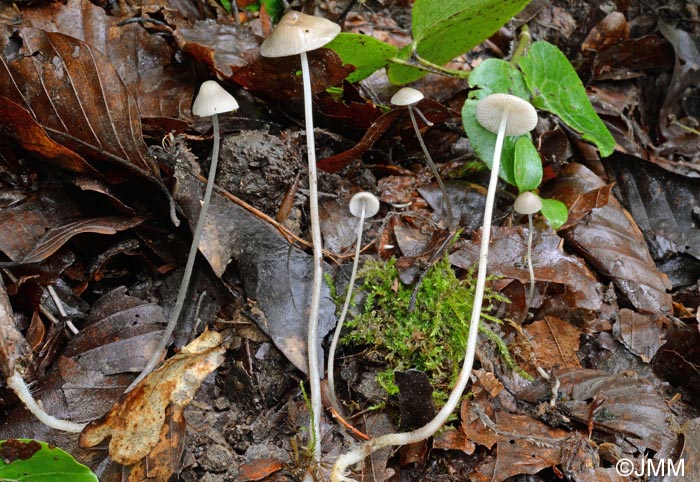 Mycena vitilis = Mycena filopes p.p.