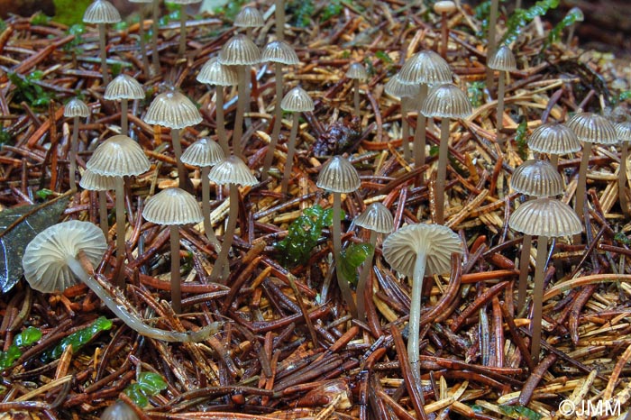 Mycena vulgaris