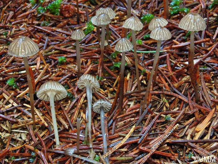 Mycena vulgaris