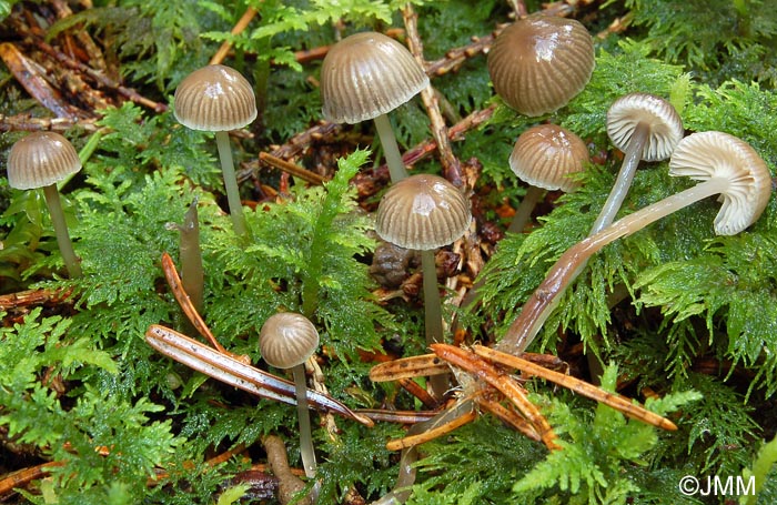 Mycena vulgaris