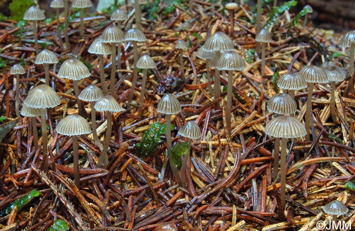 Mycena vulgaris