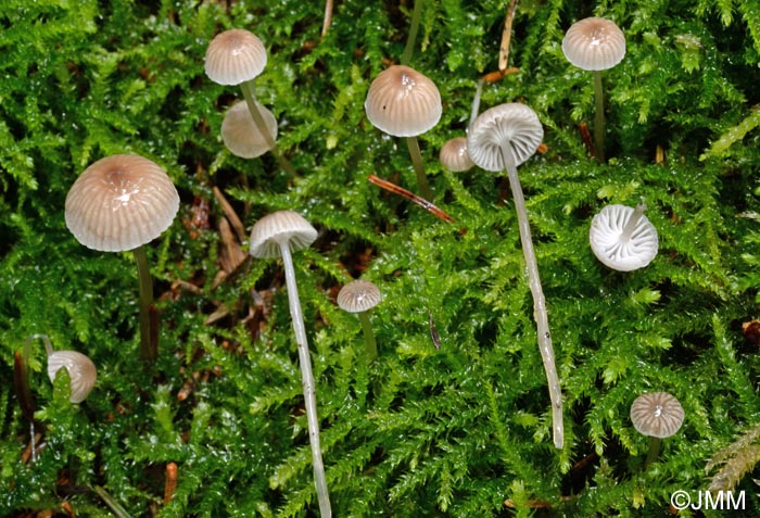 Mycena vulgaris