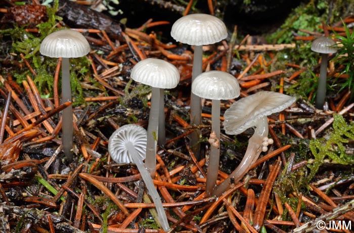 Mycena vulgaris