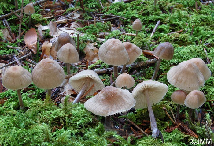 Mycena zephirus