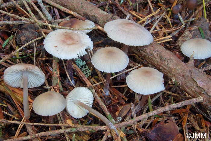 Mycena zephirus