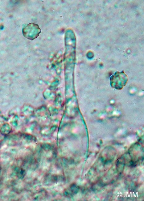 Mycenella bryophila : spores et cheilocystide
