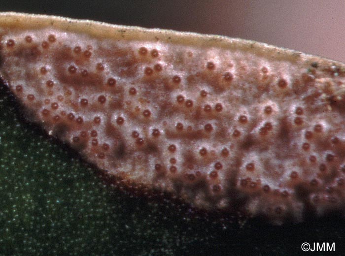 Mycosphaerella buxicola