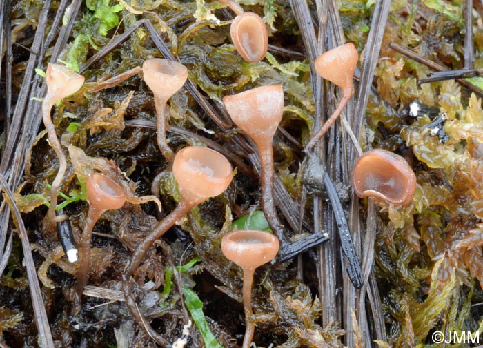 Myriosclerotinia sulcatula