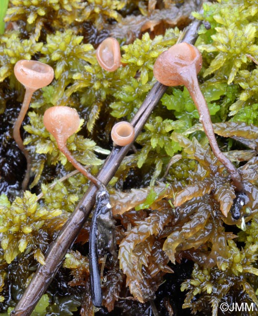 Myriosclerotinia sulcatula