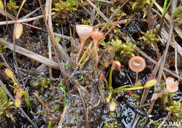 Myriosclerotinia sulcatula & Vaccinium oxycoccos & Drosera longifolia