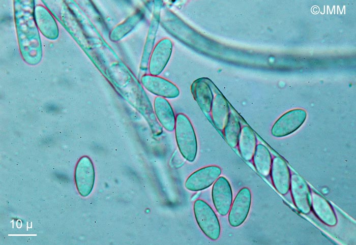 Myriosclerotinia sulcatula : ascospores et asques