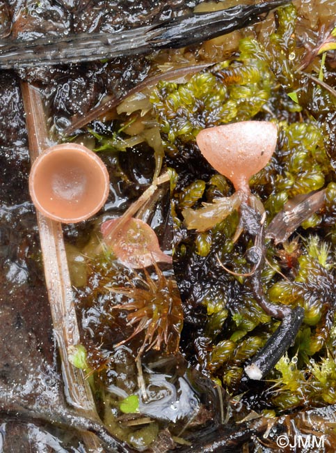 Myriosclerotinia sulcatula