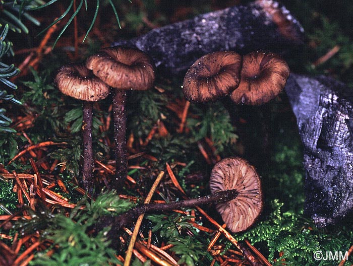 Myxomphalia maura