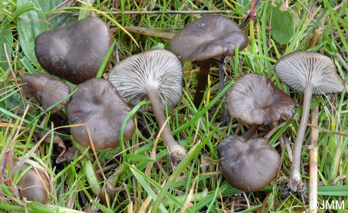 Myxomphalia maura