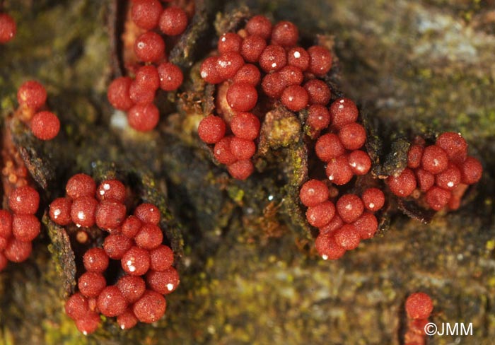 Nectria punicea = Neonectria punicea