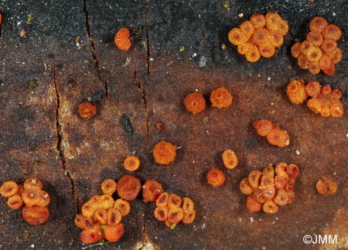 Nectria sinopica